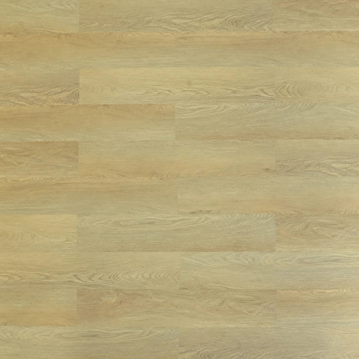 ファゴット タンポ 多数 ファゴット タンポ 多数 ファゴット タンポ 多数 Dentaport ZX OTR